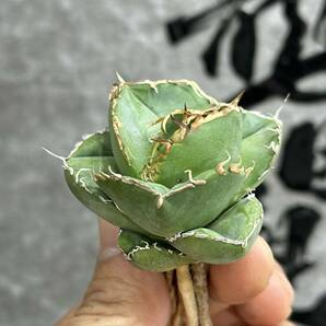 【龍園觀】① No.377 特選 アガベ 多肉植物 ジャガーノート 低厚葉 純血 'Juggernaut' pure blood 極上美株 激レア！の画像3