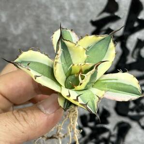 【龍園觀】① No.358 特選 アガベ 多肉植物 スナグルトゥース 極上株 激レア！の画像9