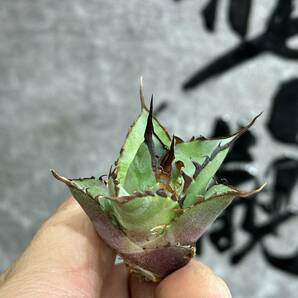 【龍園觀】①No.365 特選 アガベ 多肉植物 チタノタ ハデス Hades 黒帝斯 恐龍牙歯 強棘 極上株 の画像6