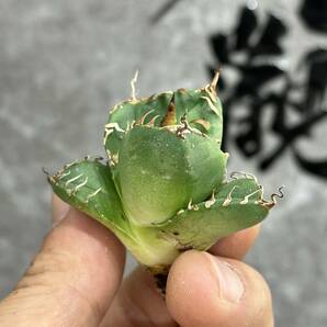 【龍園觀】①No.323 特選 アガベ 多肉植物 チタノタ 魔丸 陽炎 超強棘 極上株 激レア！の画像7