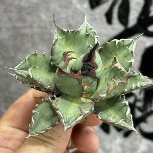 [ dragon ..]①No.125 special selection agave succulent plant chitanota.. dragon a little over . short leaf thickness leaf finest quality beautiful stock 