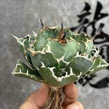 【龍園觀】①No.116 特選 アガベ 多肉植物 チタノタ 白鯨 強棘 極上株_画像2