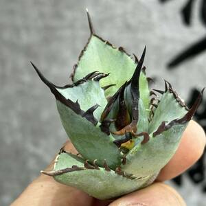 [ dragon ..]① No.160 special selection agave succulent plant chitanota... super a little over . finest quality stock ultra rare!