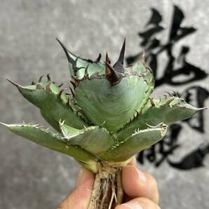 【龍園觀】① No.170 特選 アガベ 多肉植物 チタノタ 阿修羅 超強棘 極上株 激レア！の画像2