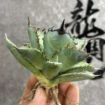 【龍園觀】① No.170 特選 アガベ 多肉植物 チタノタ 阿修羅 超強棘 極上株 激レア！_画像4