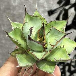 [ dragon ..]①No.176 special selection agave succulent plant chitanota*Panda* bear cat Panda a little over . finest quality stock 