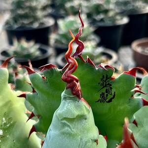 [ dragon ..]①No.1101 special selection agave succulent plant potatorum *Spawn' super .. finest quality . stock super rare!!