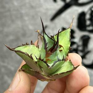 [ dragon ..]①No.167 special selection agave succulent plant chitanota is tesHades black ... dragon . tooth a little over . finest quality stock 