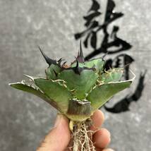 【龍園觀】①No.169 特選 アガベ 多肉植物 チタノタ ハデス Hades 黒帝斯 恐龍牙歯 強棘 極上株 _画像3