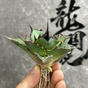 【龍園觀】①No.169 特選 アガベ 多肉植物 チタノタ ハデス Hades 黒帝斯 恐龍牙歯 強棘 極上株 の画像2