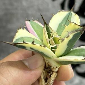 [ dragon ..]① No.157 special selection agave succulent plant snagru toe s finest quality stock ultra rare!