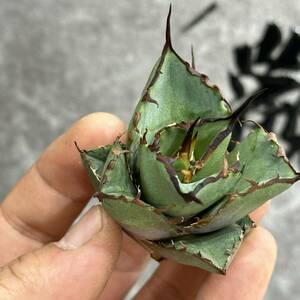 [ dragon ..]①No.150 special selection agave succulent plant chitanota.. a little over . finest quality stock ultra rare! limitation stock 