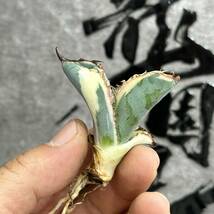 【龍園觀】①No.156 特選 アガベ 多肉植物 チタノタ BB 白覆輪 極上株 激レア！_画像6