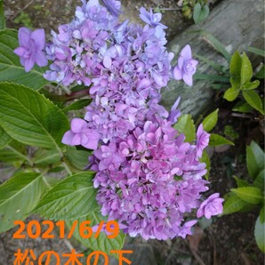 紫陽花 あじさい アジサイ 品種不明 ３号ポット苗 来期用の画像3