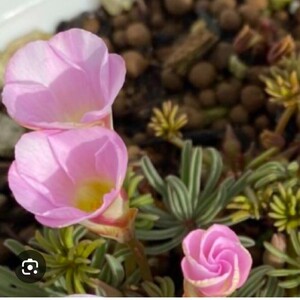  oxalis o-tam pink bulb 5 lamp size mixing . period for 