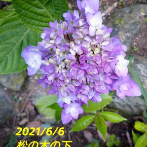 紫陽花 あじさい アジサイ 品種不明 ３号ポット苗 来期用の画像1