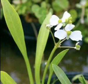 ro cod,nagabaomodama, water mushroom water plants set 