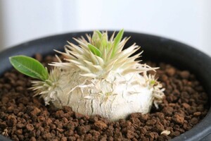 30粒 パキポディウム エニグマティクム エニグマチカム Pachypodium enigmaticum 種子