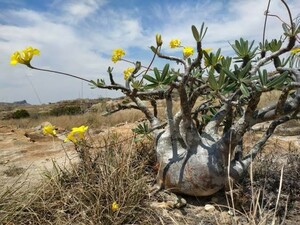 50粒 パキポディウム グラキリス 種子Pachypodium rosulatum var. gracilius グラキリウス 象牙宮