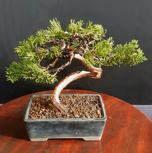  shohin bonsai material [ genuine Kashiwa ] bonsai angle 