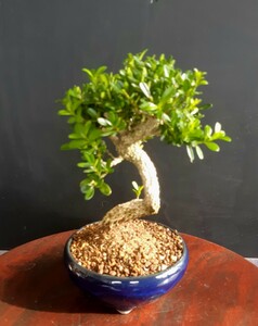  shohin bonsai material [ Taiwan ..] bonsai angle 
