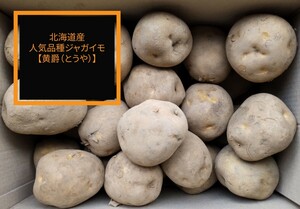 【送料込み】越冬ジャガイモ 北海道産 カレーや煮物に相性が良い人気品種ジャガイモ【黄爵（とうや）】訳あり品 約１０キロ