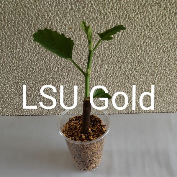 LSU Gold ゴールド イチジク 苗木