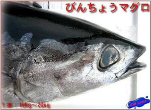  freshness . life!! [ albacore 10kg rom and rear (before and after) ][ fish kingdom ] mountain ... production 