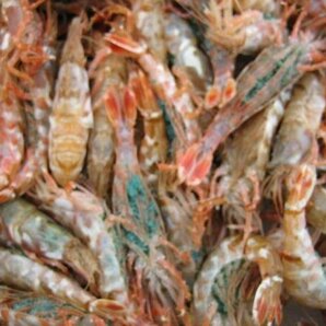 3箱、珍味なエビ「モサエビ1kg」(泥海老)．．．一般には流通しない自慢の逸品!!の画像3