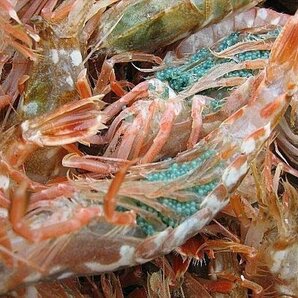 3箱、珍味なエビ「モサエビ1kg」(泥海老)．．．一般には流通しない自慢の逸品!!の画像2