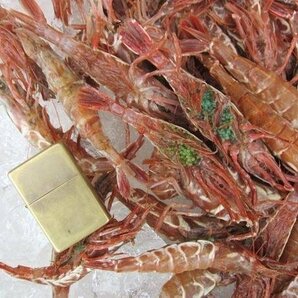 珍味な海老!! 「ガラ海老1kg」境港自慢の逸品（活または活冷凍）の画像10