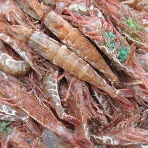 珍味な海老!! 「ガラ海老1kg」境港自慢の逸品（活または活冷凍）の画像6