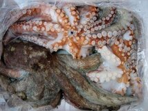 とれたて「活真ダコ3kg」お刺身用、活のまま発送します。　山陰境港産_画像2