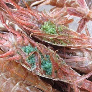 珍味な海老!! 「ガラ海老1kg」境港自慢の逸品（活または活冷凍）の画像2