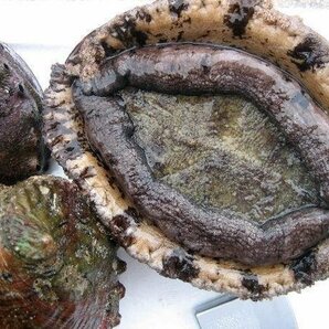 活物直送!!「黒あわび大-1kg」素潜りで採った、山陰境港産の画像6