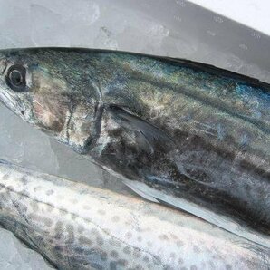 朝どれ直送!!「活サワラ2kg以上」お刺身用、超高級鮮魚 よく脂のってます!! 山陰境港産の画像7