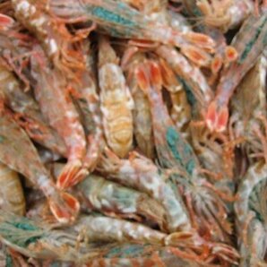 3箱、珍味なエビ「モサエビ1kg」(泥海老)．．．一般には流通しない自慢の逸品!!の画像5