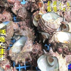 お刺身・壺焼き 「活さざえ大-5kg」とれたて直送!! 天然、境港産の画像10