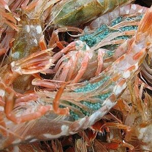 3箱、珍味なエビ「モサエビ1kg」(泥海老)．．．一般には流通しない自慢の逸品!!の画像2