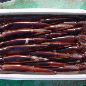 お刺身用「スルメ烏賊19尾で4kg」活冷凍品、-美しい釣り物の画像6