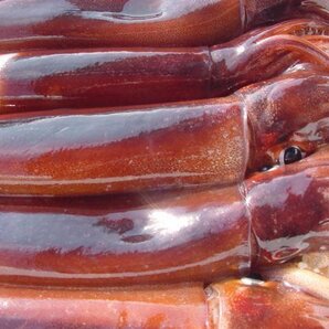 お刺身用「スルメ烏賊19尾で4kg」活冷凍品、-美しい釣り物の画像2