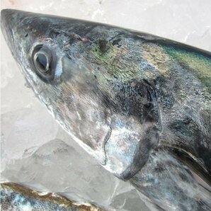 朝どれ直送!!「活サワラ2kg以上」お刺身用、超高級鮮魚 よく脂のってます!! 山陰境港産の画像4