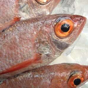 幻の超高級魚「巨大 のどぐろ 5尾位内で1kg」お刺身用・脂のってます！！ 山陰境港産の画像6