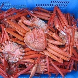 3箱【即納】名人の「浜茹で蟹L-2.5kg」A級品、釜揚げ即冷凍/山陰境港産．．．の画像5