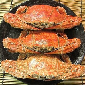 台湾ガザミ★メスのみ★ 「ワタリ蟹1kg」 10尾前後、 バーレーン産の画像4