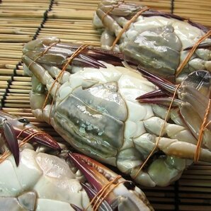 台湾ガザミ★メスのみ★ 「ワタリ蟹1kg」 10尾前後、 バーレーン産の画像7