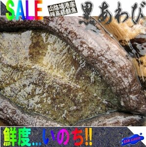 特大「活黒あわび1kg以上」素潜りで採った、山陰境港産