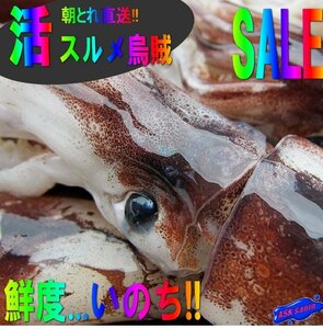 3箱】朝とれ直送!! 特大「活スルメ烏賊4kg」お刺身用-美しい釣り物