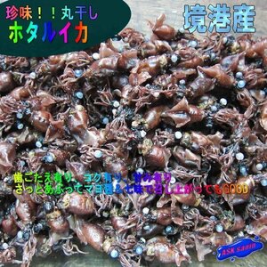 ホタルイカの丸干し500g　★地物はんなま製品★当店の珍品・珍味シリーズ!!　 山陰境港産　「ホタル丸干し500」