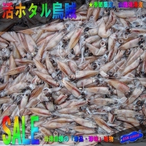 【予約販売】「活ホタル烏賊2kg」鮮度命!!...3月中旬より発送予定...山陰境港産の元気なホタル